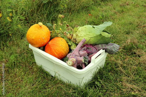 Mixed garden harvest in a box: Hokkaido pumpkin, kale, pointed cabbage, marigold seeds.