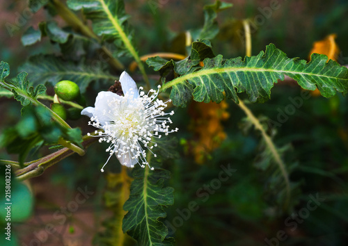 A breed of guava: Ổi phụng