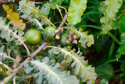 A breed of guava: Ổi phụng