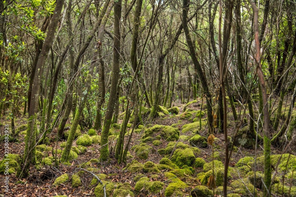 Fototapeta premium Mystical moss covered forest trail through misty ancient woodland near Mount Teide, Tenerife, Canary Islands tranquil green nature landscape for travel, wellness, eco-tourism and lifestyle use