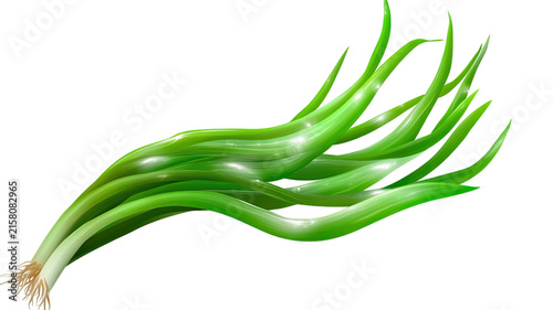 Fresh green onion with long vibrant leaves and roots isolated on white background, aromatic vegetable ingredient for culinary use