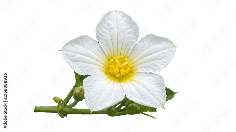Fototapeta premium Fresh White Cucumber Flower Isolated on White Background
