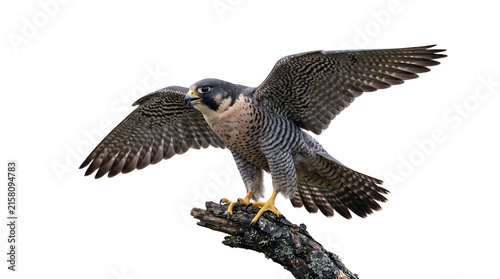 Konstfotografi Peregrine falcon perched on rugged wooden log with wings spread isolated on transparent background for predatory bird observation and environmental science posters