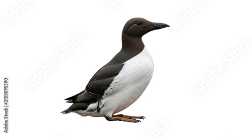 Guillemot seabird with black and white feathers standing on a dark background for ornithology study.
