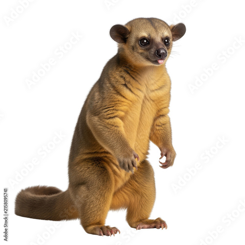 Kinkajou honey bear rainforest mammal standing on its hind legs for wildlife and zoology education.