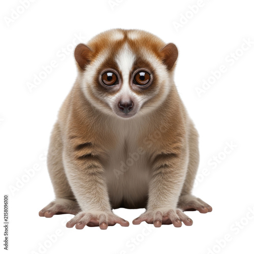 Loris slow loris primate with large round eyes and soft fur sitting on a dark background for nature projects.