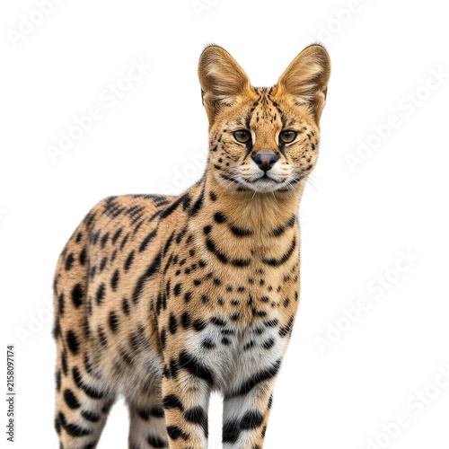 Serval wild cat with distinctive large ears and spotted fur pattern looking alert. This image can be used for feline wildlife research and african safari travel brochures.