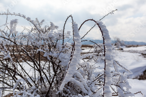 Cuadro en lienzo Thorny shrub coated with thick white rime ice in a snowy mountain landscape, illustrating atmospheric icing, extreme cold and harsh winter weather