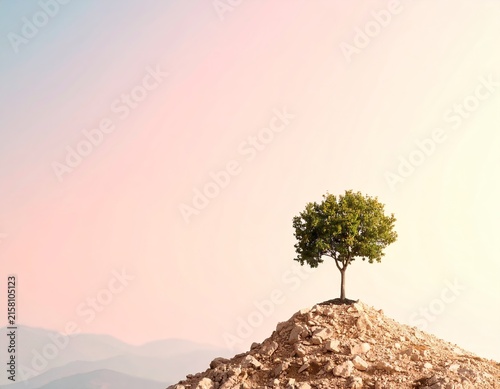 a lone tree on a rocky mountain