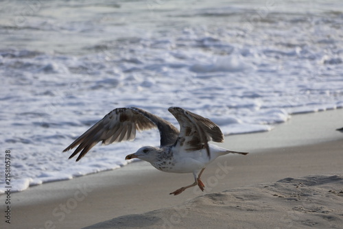 A seagull spreading its wings and leaping into the air, as it takes flight along the shoreline of Cape May New Jersey with waves and seafoam in the background.