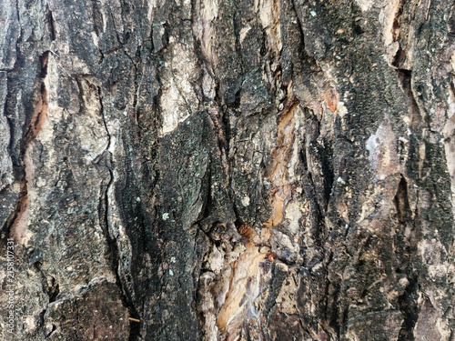 Natural Weathered Texture of Dark Tree Bark