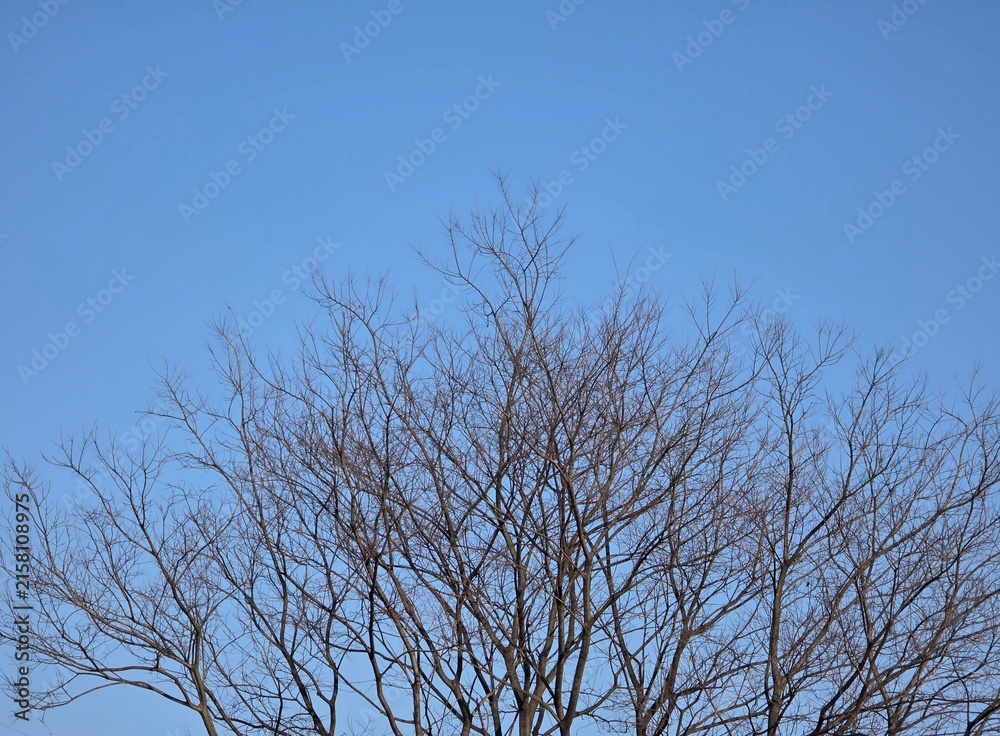 Obraz premium Bare leafless tree branches against clear blue sky with copy space