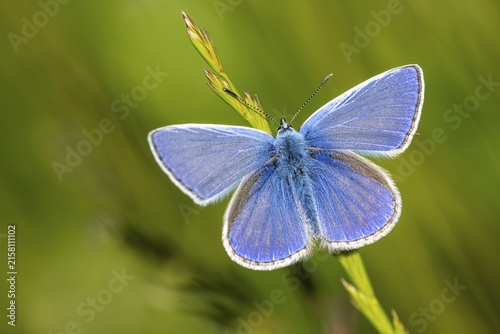 Common Blue (Polyommatus icarus), Fischland, Darss, Zingst, Zingst, Mecklenburg-Western Pomerania, Germany