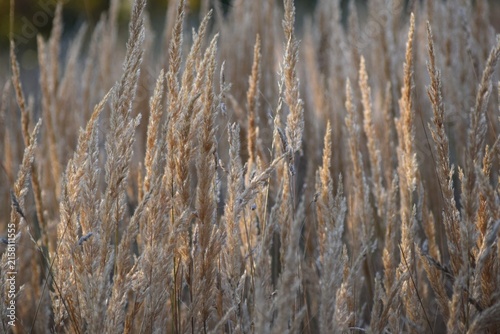 golden-brown wild Grasses glowing in warm Sunlight