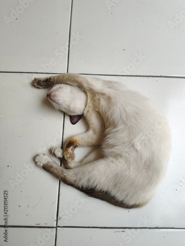 Foto Funny White Cat Sleeping in Curled Position on Tiled Floor
