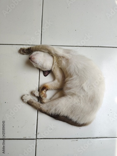 Funny White Cat Sleeping in a Twisted Position on Tiled Floor