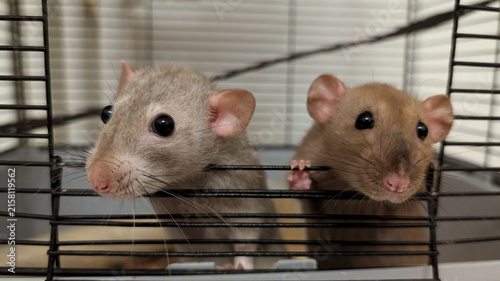 A close-up of a pair of сute decorative fancy rats with small round ears and long whiskers peeking out of the door of an iron cage looking straight into the camera