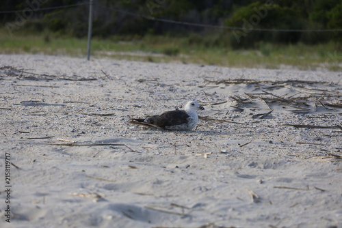 A seagull laying to roost in the sand on the banks of the ocean.