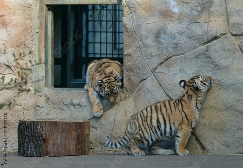 Canvas Print Siberian tiger