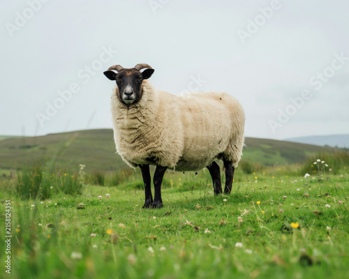 Sheep with Horns Standing in a Grassy Field Keywords: sheep, ram, ewe, livestock, farm animal