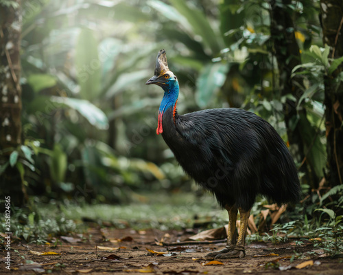Southern Cassowary Standing in a Tropical Rainforest