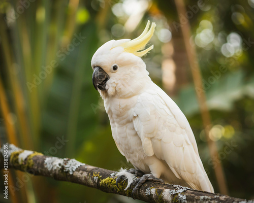 Sulphur Crested Cockatoo Perched on a Mossy Branch