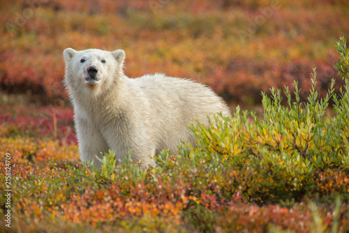 Polar bear in the wild