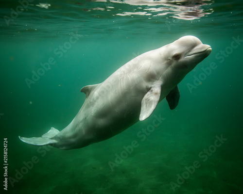 White dolphin swimming underwater in green ocean water