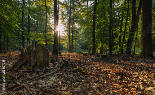Waldstimmung im Forst im Mischwald bei Trockenheit und Hitze 