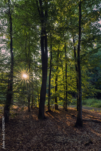 Waldstimmung im Forst im Mischwald bei Trockenheit und Hitze 