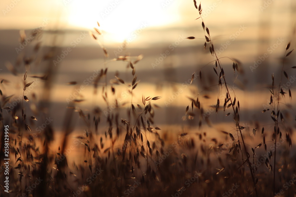 Obraz premium Dry wild grass blurred in warm golden sunset light with bokeh effect