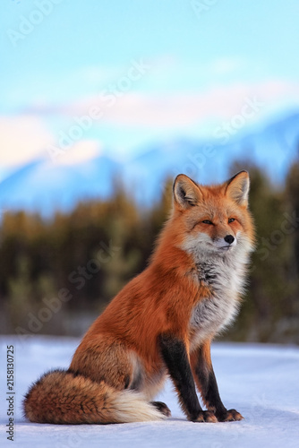Red fox in snow