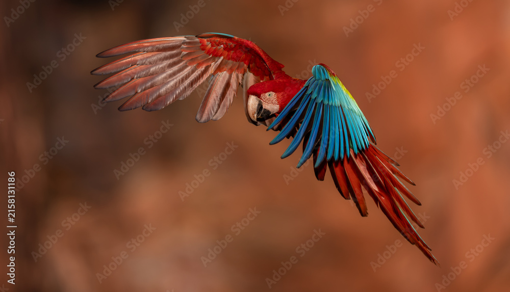 Naklejka premium A red and green macaw in the Pantanal, Brazil