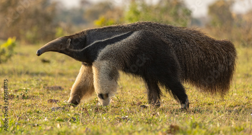 A giant anteater in Brazil