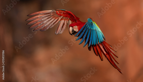 A red and green macaw in the Pantanal, Brazil