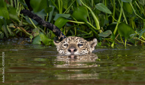 A jaguar hunting caiman in Brazil