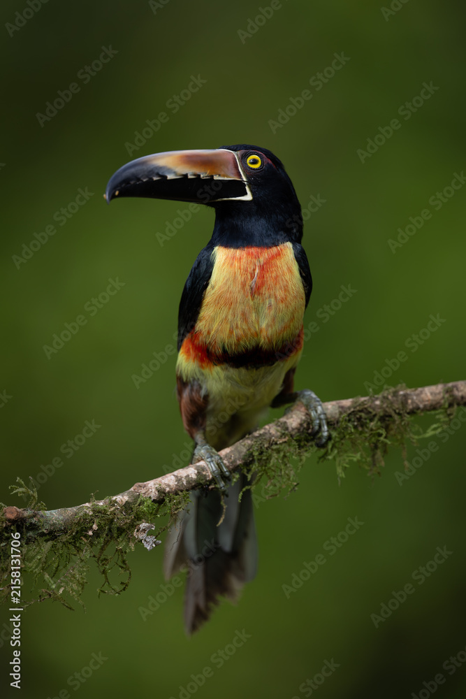 Naklejka premium An aracari in Costa Rica 