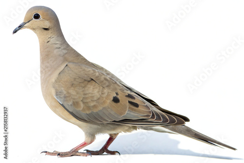 Mourning dove standing profile view isolated on white background wildlife photography