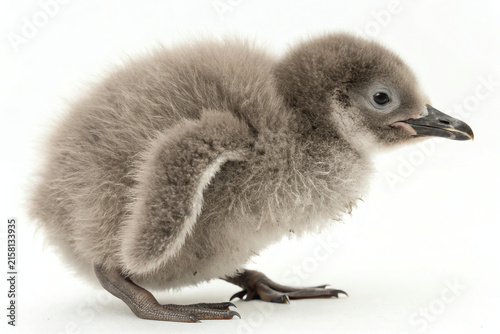 Young emperor penguin chick with fluffy down feathers standing on a white background