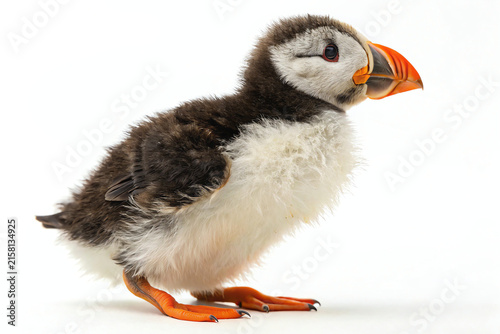 Atlantic puffin portrait a beautiful seabird with colorful beak isolated on white