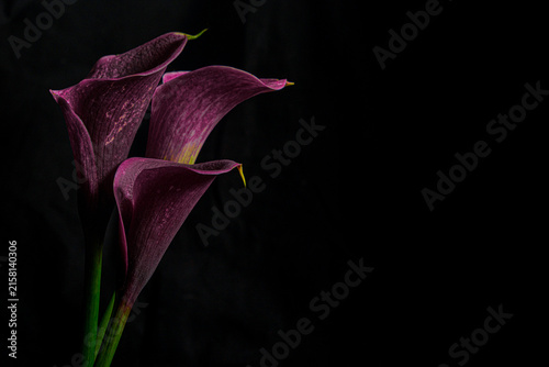 Three deep purple calla lilies illuminated against a dark black background, creating an elegant moody floral composition with dramatic shadows