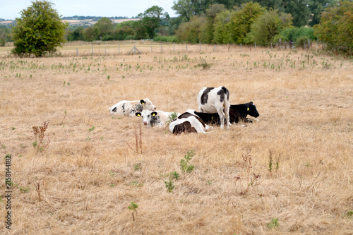 Group of young cattle resting in dry grass field within rural farmland