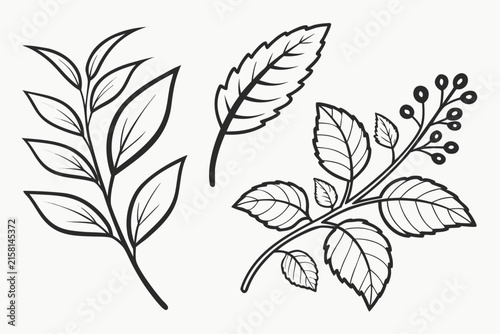Green leaf and white flower illustration on branch
