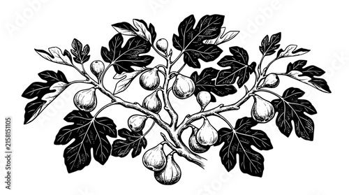 Vintage Fig Tree Branch Vector Illustration Featuring Detailed Hand Drawn Leaves Twigs and Ripe Fresh Fruits in Classic Botanical Engraving Sketch Style