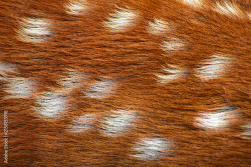 Fotografie Deer fur texture