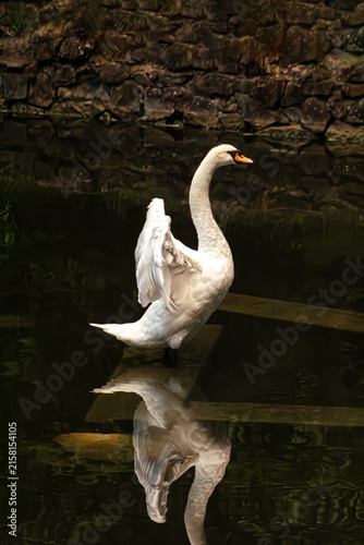 Foto Mute swan on dark water