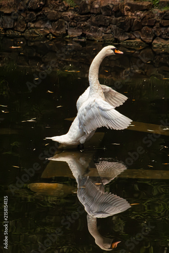 Fotografie Mute swan on dark water