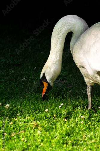 Photography Mute swan on dark water