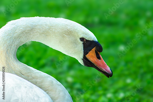 Fotografie Mute swan on dark water