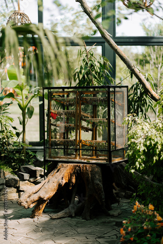 Obraz na plátně Butterfly chrysalis emergence cage sitting on a wooden tree stump inside a sunny